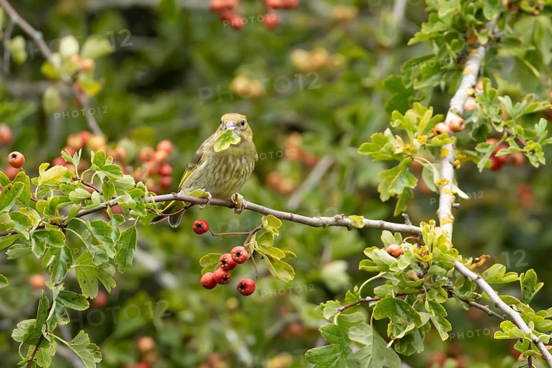 European greenfinch (Chloris chloris) adult bird in a Hawthorn hedgerow with red berries in summer, England, United Kingdom