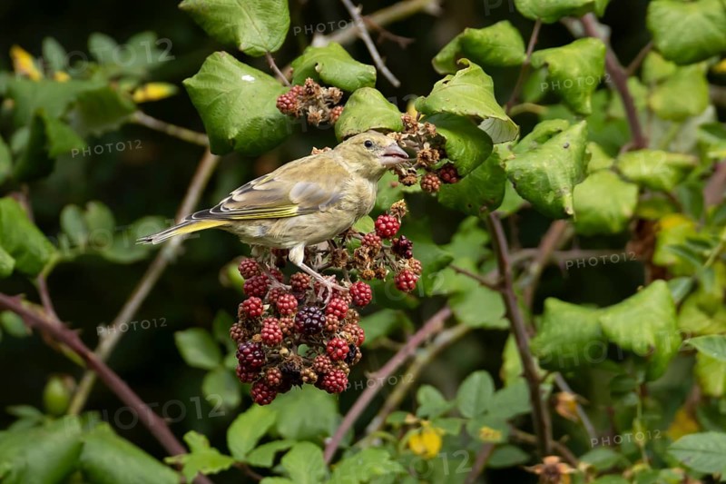 Eurasian greenfinch (Chloris chloris) adult bird in a hedgerow feeding on blackberries in summer, England, United Kingdom
