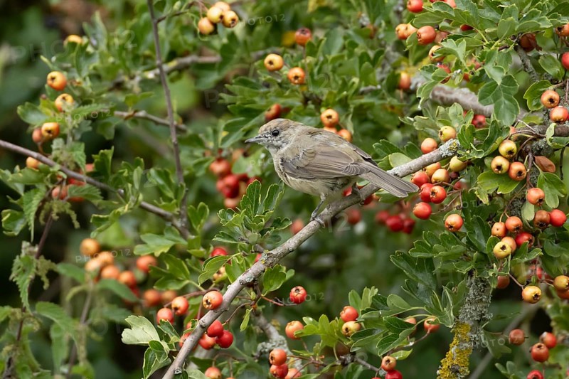 Eurasian blackcap (Sylvia atricapilla) adult female bird in a Hawthorn hedgerow with red berries in summer, England, United Kingdom