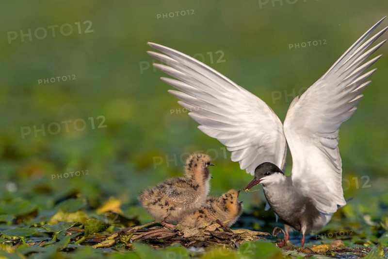 White-bearded terns (Childonias hybride) with young birds, at the nest, Danube Delta, Romania