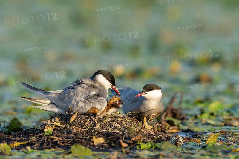 White-bearded terns (Childonias hybride) with young birds at their nest, Danube Delta, Romania