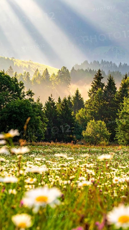 A sunlit meadow with daisies against a forest backdrop under a blue sky, Late summer country landscape with daisies meadow and sunbeams, forest in blurred background, hilly landscape in sunrise or sunset, tranquil nature template or poster for beauty of nature, AI generated