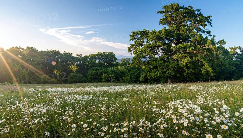 A sunlit meadow with daisies against a forest backdrop under a blue sky, Late summer country landscape with daisies meadow and sunbeams, forest in blurred background, hilly landscape in sunrise or sunset, tranquil nature template or poster for beauty of nature, AI generated