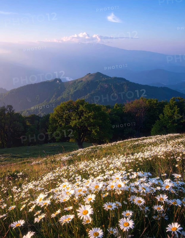 A sunlit meadow with daisies against a forest backdrop under a blue sky, Late summer country landscape with daisies meadow and sunbeams, forest in blurred background, hilly landscape in sunrise or sunset, tranquil nature template or poster for beauty of nature, AI generated
