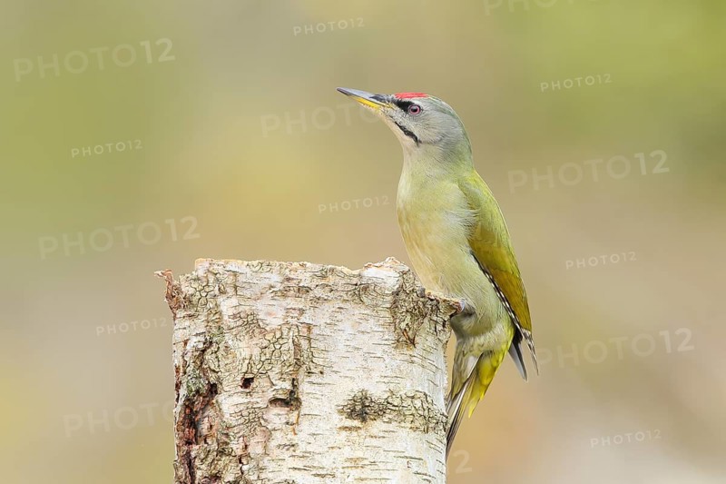 Grey woodpecker (Picus canus), male on a birch tree, wildlife, woodpeckers, nature photography, Neunkirchen, autumn, Siegerland, North Rhine-Westphalia, Germany