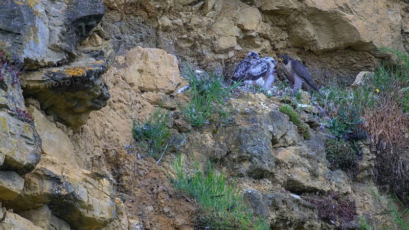 Peregrine falcon (Falco peregrinus), adult female in her habitat feeding nestlings in picturesque rocky scenery, biosphere area, Swabian Jura, Baden-Württemberg, Germany