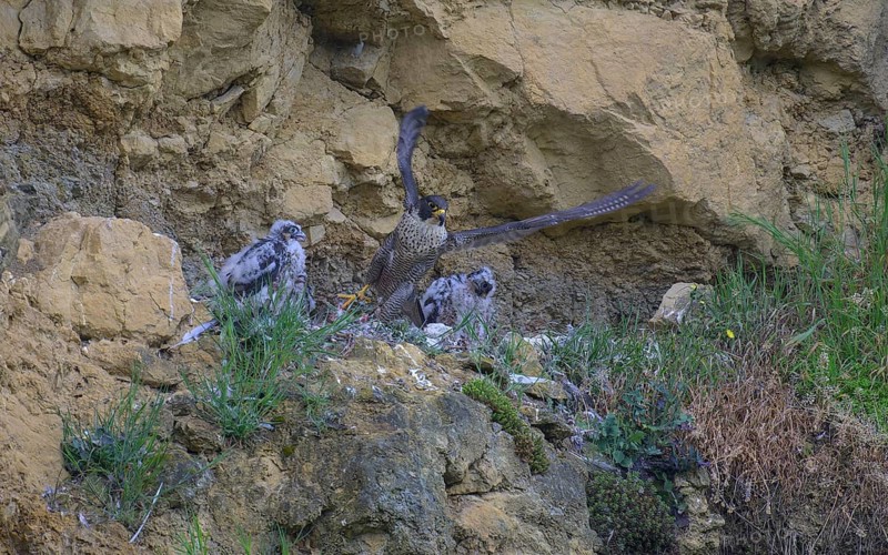 Peregrine falcon (Falco peregrinus), adult female taking off from Felsenhorst after feeding nestlings in picturesque rocky scenery, biosphere area, Swabian Jura, Baden-Württemberg, Germany