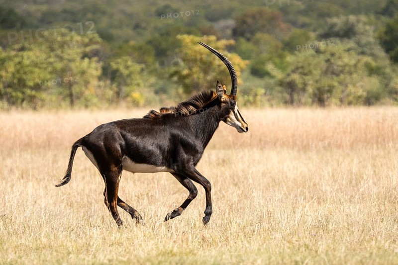 Sable Antelope (Hippotragus niger), side view of animal running to the right. Chobe National Park, Botswana