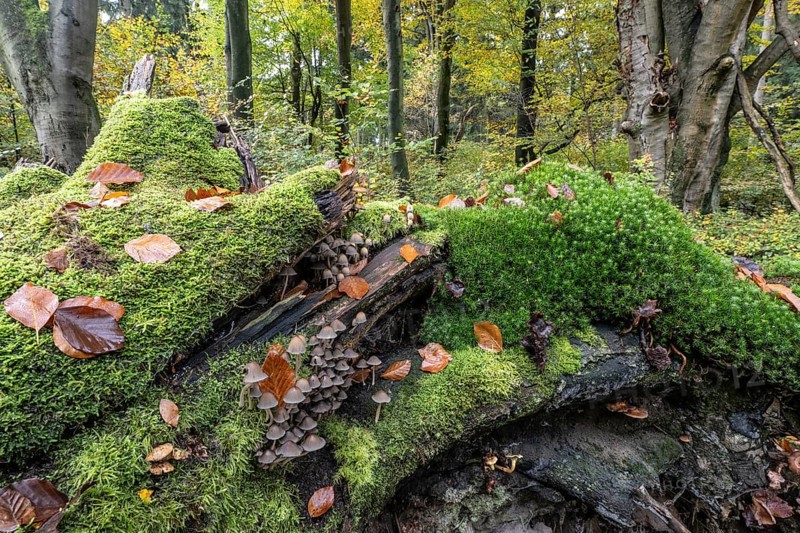 Helmlinge (Mycena), Emsland, Lower Saxony, Germany
