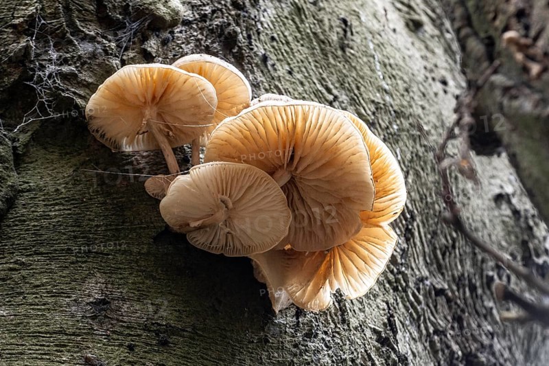Ringed beech mucida (Oudemansiella mucida), Emsland, Lower Saxony, Germany