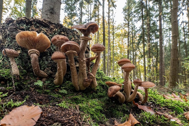 Common Hallimash (Armillaria ostoyae), Emsland, Lower Saxony, Germany