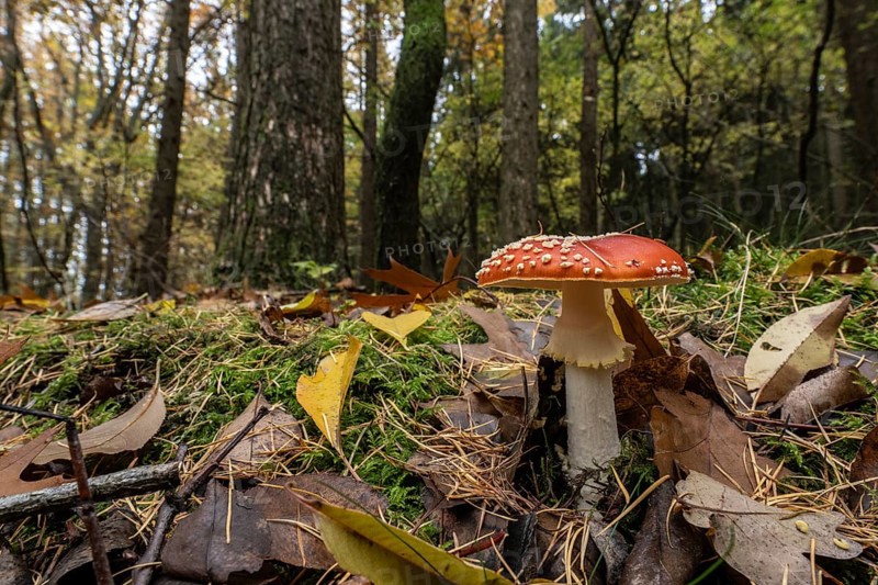 Toadstool (Amanita muscaria), Emsland, Lower Saxony, Germany