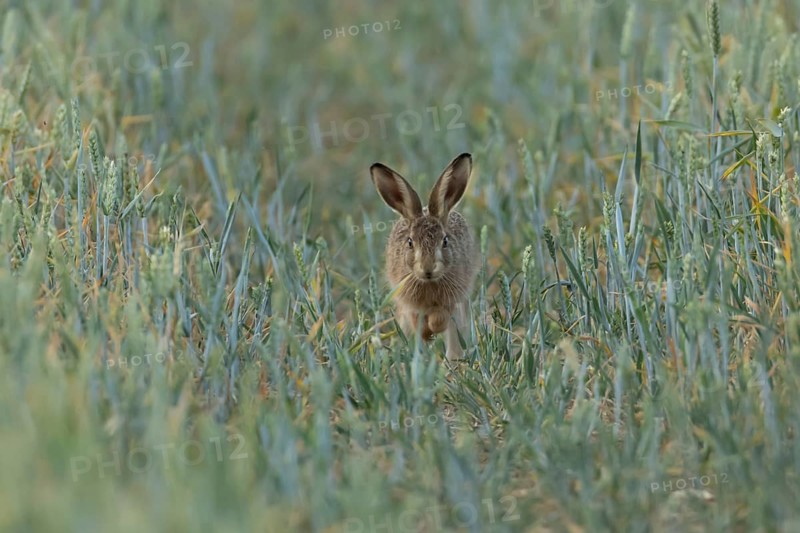 European brown hare (Lepus europaeus) juvenile baby leveret animal running in a farmland wheat field in summer, England, United Kingdom