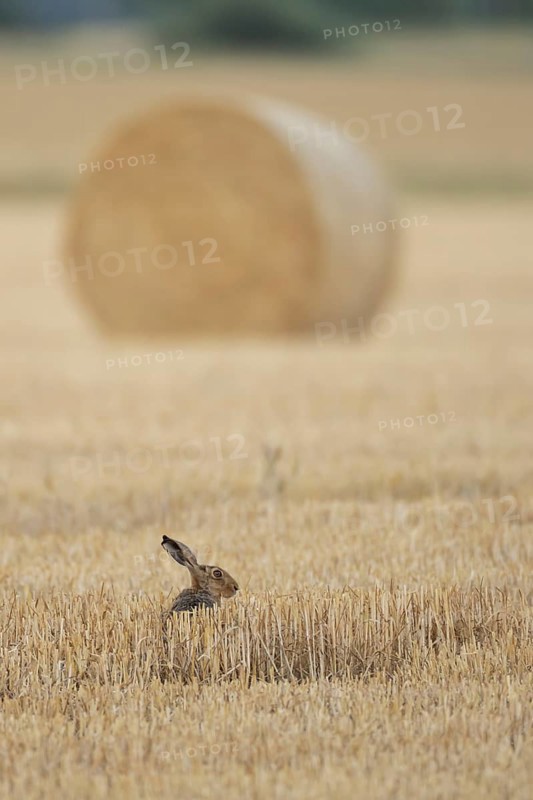 European brown hare (Lepus europaeus) adult animal in a farmland stubble field with a straw or hay bale in the background in summer, England, United Kingdom