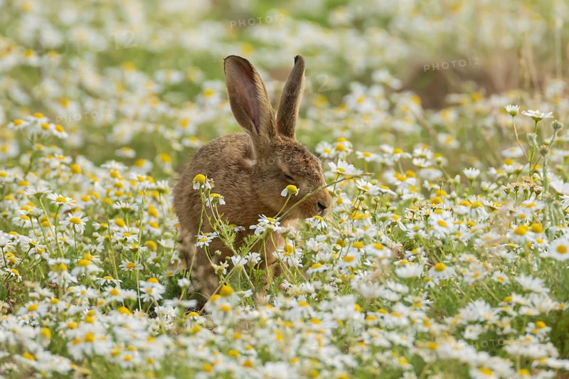 European brown hare (Lepus europaeus) adult animal in flowering Mayweed daisy flowers in summer, England, United Kingdom