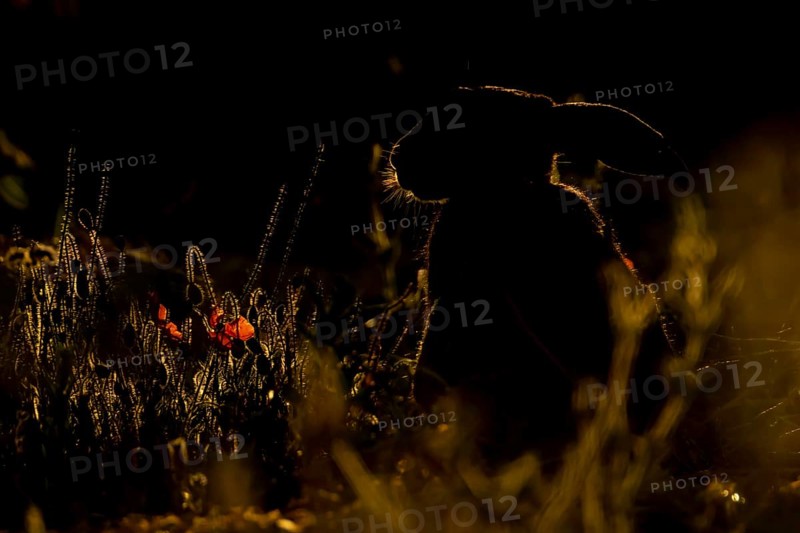 European brown hare (Lepus europaeus) adult animal backlit in a farmland field in summer, England, United Kingdom