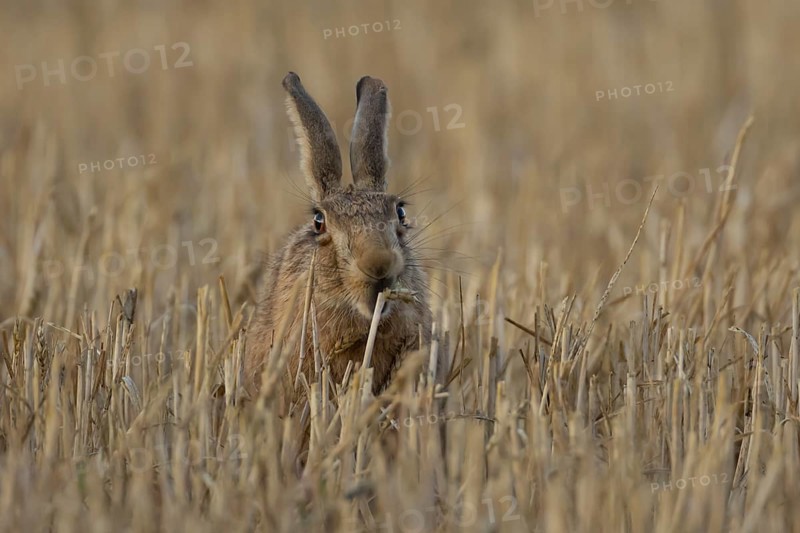 European brown hare (Lepus europaeus) adult animal feeding on a wheat sheath in a farmland stubble field in summer, England, United Kingdom