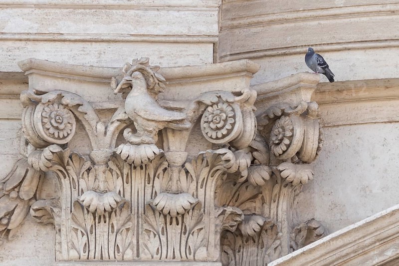 Feral dove (Columba livia) adult bird on a building with a peace dove bird sculture in the city of Rome, Italy