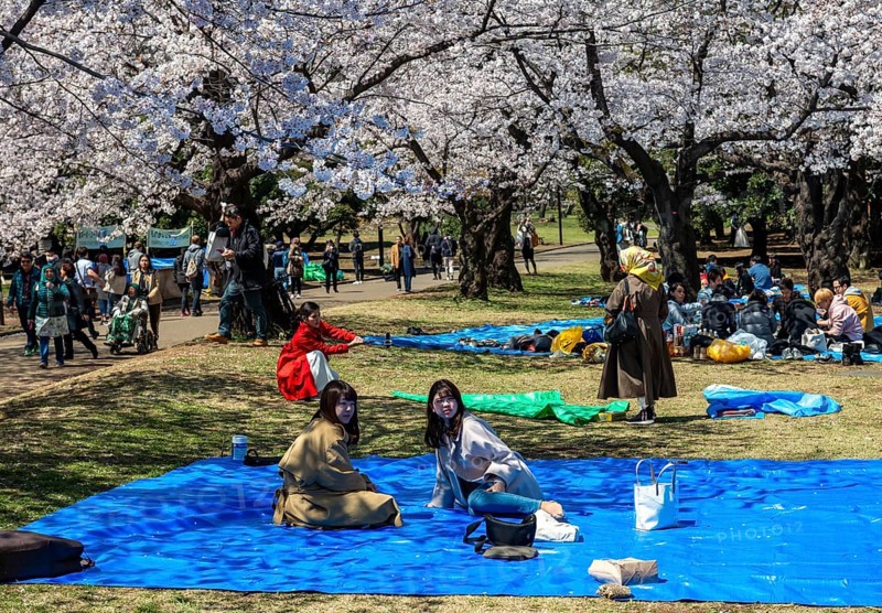 Japanese people picnicking under cherry blossoms in Yoyogi Park, Hanami Festival, Shibuya District, Tokyo, Japan