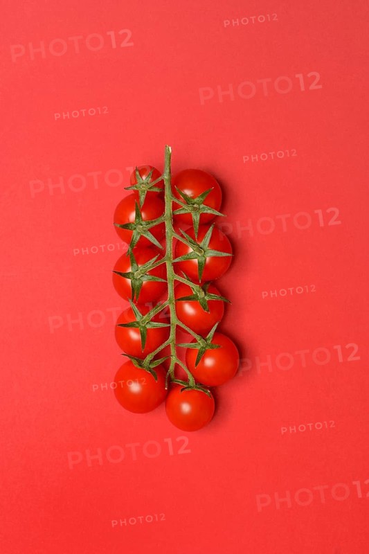 Tomatoes, tomato vine on red background