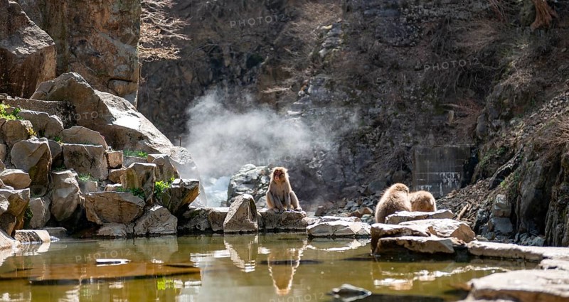 Japanese macaques (Macaca fuscata) sitting on rocks near water, Yamanouchi, Nagano Prefecture, Honshu Island, Japan
