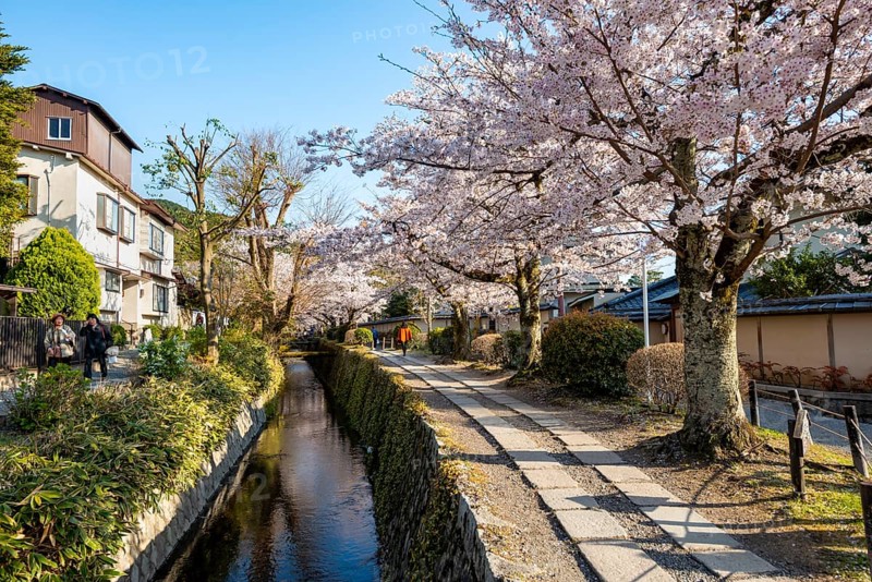 Footpath along a canal, cherry blossoms in spring, Philosopher's Path or Tetsugaku no michi, Kyoto, Japan