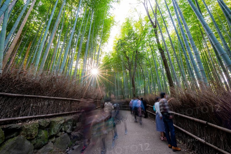 Visitors on their way through bamboo forest, long exposure, towering bamboo stems in Arashiyama bamboo forest, with sun star, Kyoto, Japan