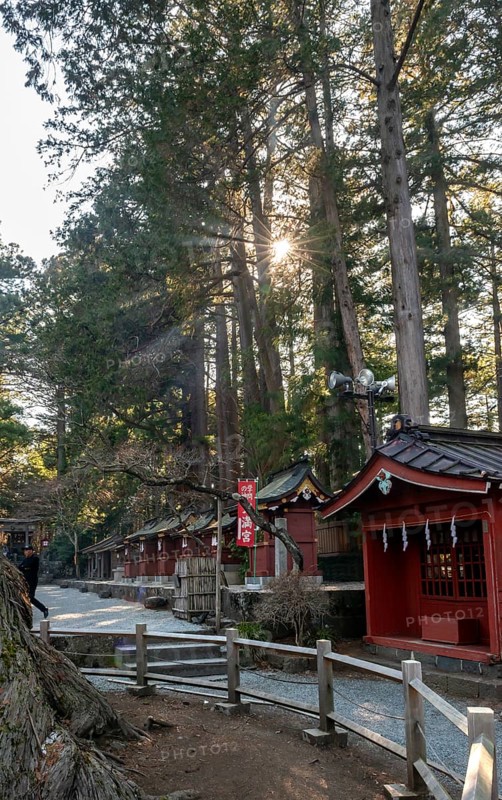 Sun shining through cedar forest, Shinto Shrine, Kitaguchi-hongu Fuji Sengen Shrine, Shinto shrine in the forest, Fujiyoshida, Yamanashi Prefecture, Japan