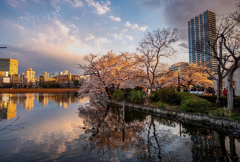 Skyscrapers reflected in lake at sunset, Shinobazu pond, lakeside cherry blossoms in spring, Hanami Festival, Ueno Park, Taito City, Tokyo, Japan