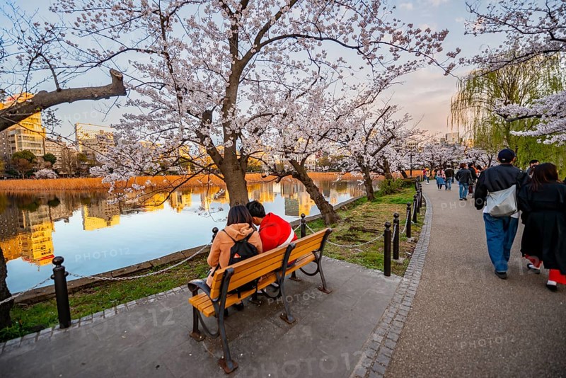 Visitors sitting on lakeside benches, lakeside path at sunset, Shinobazu pond, lakeside cherry blossom in spring, Hanami festival, Ueno Park, Taito City, Tokyo, Japan