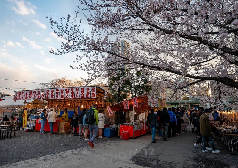 Food stalls with Japanese food, cherry blossom in spring, Hanami Festival, Ueno Park, Taito City, Tokyo, Japan