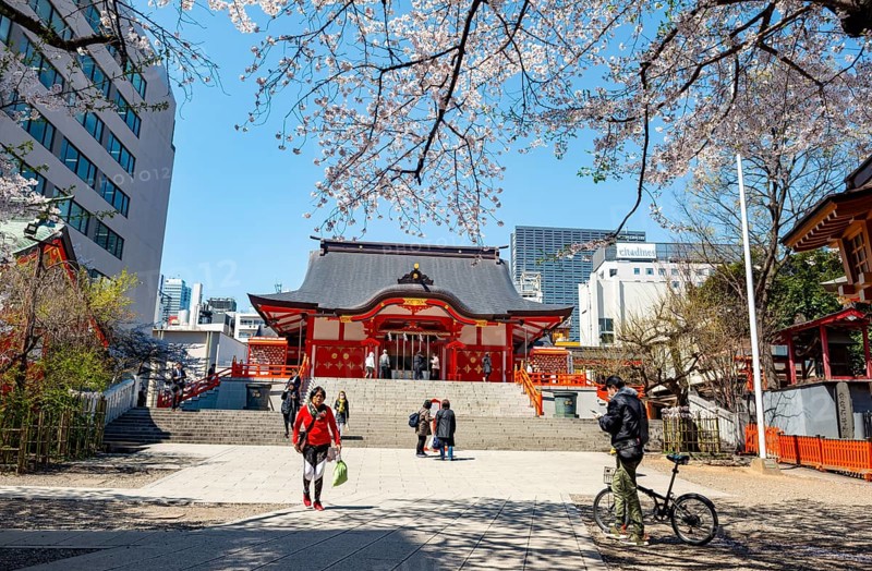 Shinto Shrine main building, Hanazono Shrine, cherry trees blooming in spring, Shinjuku City, Tokyo