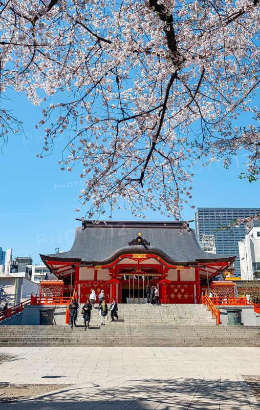 Shinto Shrine main building, Hanazono Shrine, cherry trees blooming in spring, Shinjuku City, Tokyo