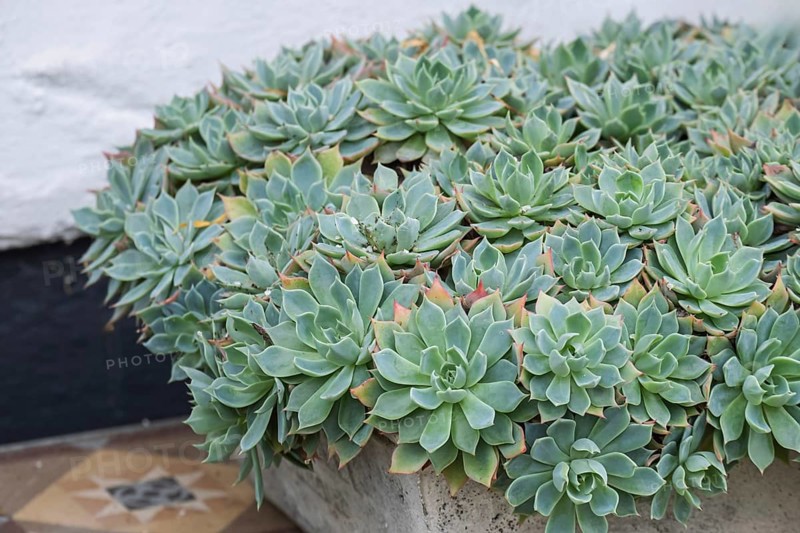 Echeveria, Fettblatt Rosette, North Rhine-Westphalia, Germany