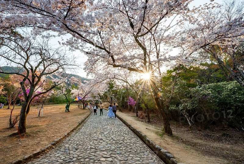 Walkers in a park with blooming cherry trees, sun star, Kameyama Park, Sagakamenoocho, Kyoto, Japan