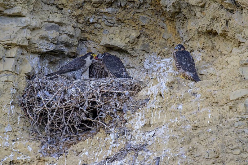 Peregrine falcon (Falco peregrinus), Peregrine falcon, feeding young birds in a raven nest in a rocky niche, biosphere area, Swabian Jura, Baden-Württemberg, Germany