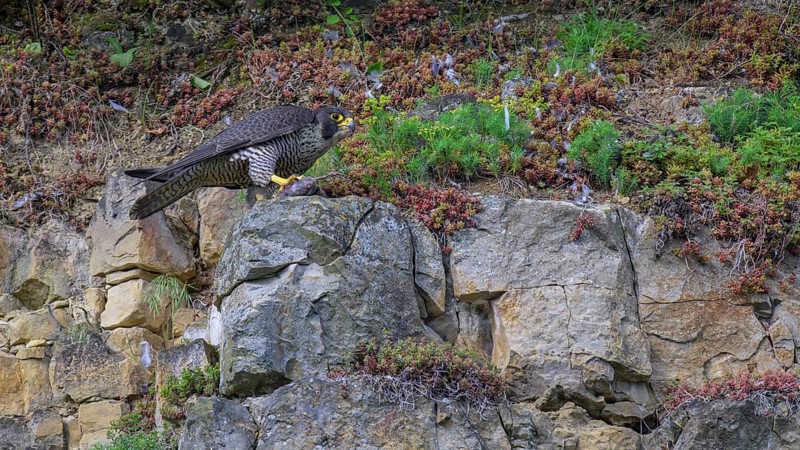 Peregrine falcon (Falco peregrinus), Peregrine falcon, resting on a rock, biosphere area, Swabian Jura, Baden-Württemberg, Germany