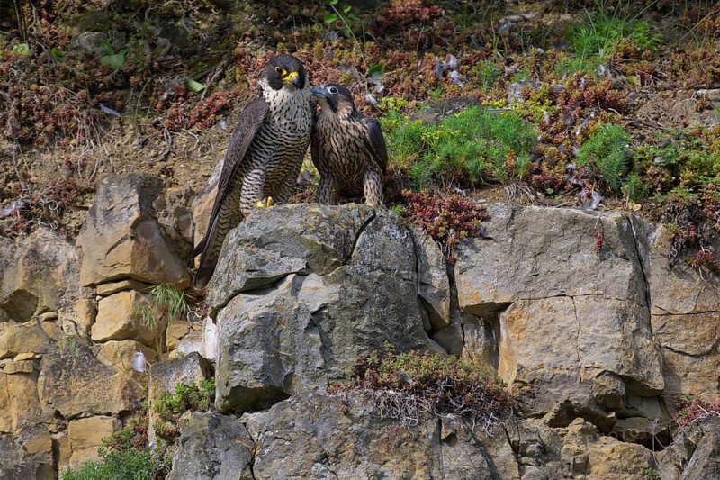 Peregrine falcon (Falco peregrinus), Peregrine falcon, young bird begging for food, biosphere area, Swabian Jura, Baden-Württemberg, Germany