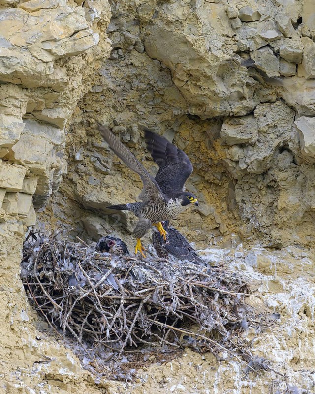 Peregrine falcon (Falco peregrinus), Peregrine falcon, adult bird starting after feeding the young, biosphere area, Swabian Jura, Baden-Württemberg, Germany