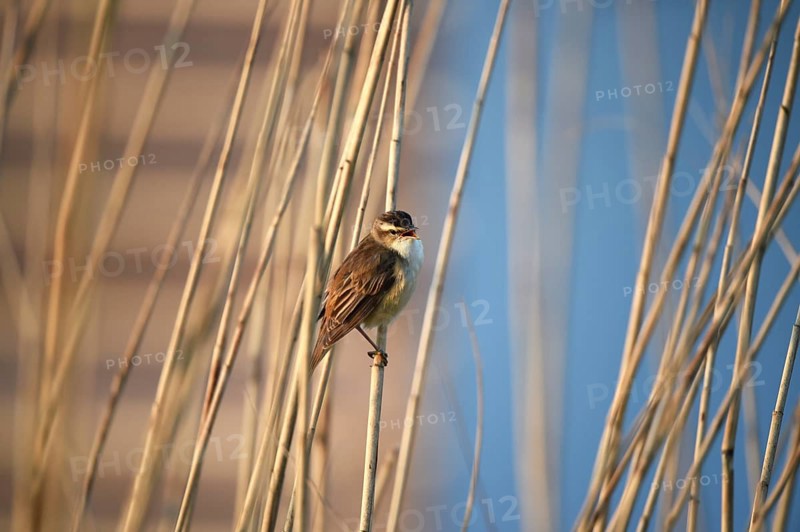 Reed warbler, (Acrocephalus schoenobaenus) singing in reeds, Schleswig-Holstein, Germany