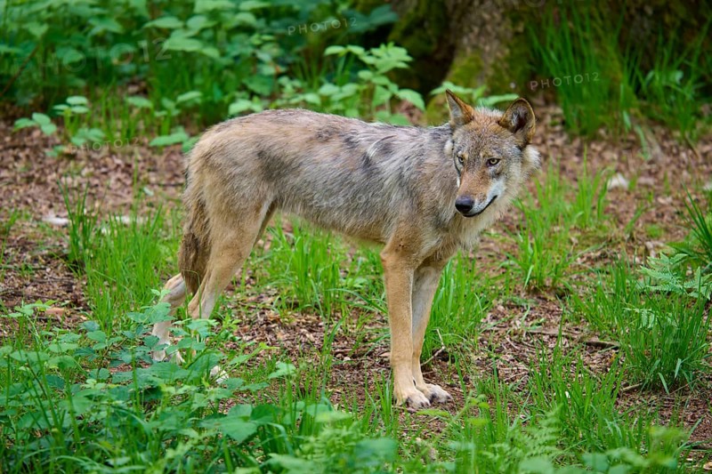 A wolf looks backwards in the green forest, the animal appears alert, wolf (Canis lupus), summer, Germany