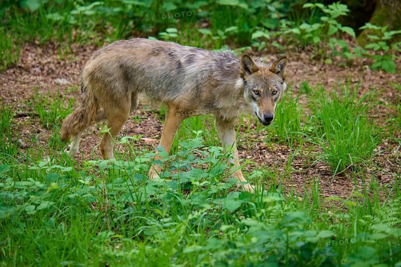 A watchful wolf walks carefully through the green undergrowth in the forest, surrounded by leaves, wolf (Canis lupus), summer, Germany