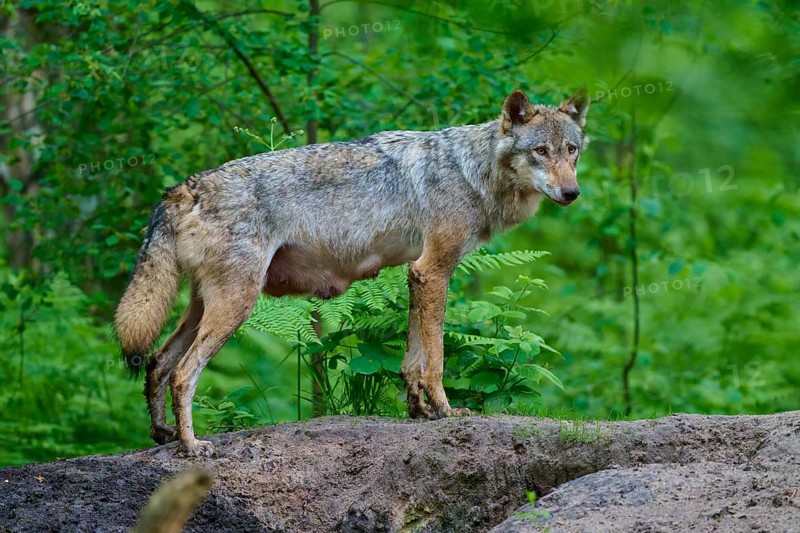 A female wolf with mammals in a thick forest, surrounded by green vegetation, gives a feeling of wilderness and freedom, wolf (Canis lupus), summer, Germany