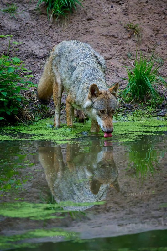 A wolf drinks calmly from a pond with its reflection, wolf (Canis lupus), summer, Germany