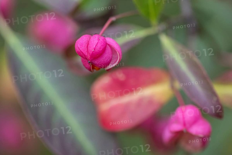 Common spindle bush (Euonymus europaeus), fruits, Emsland, Lower Saxony, Germany