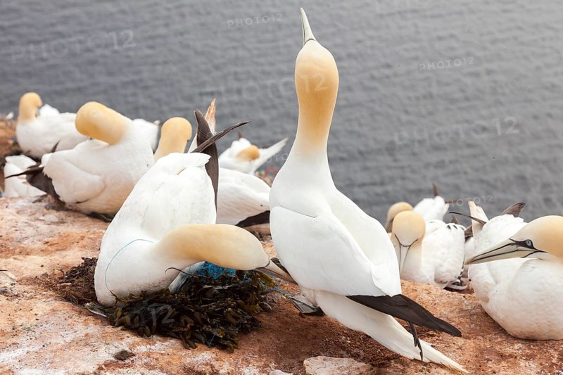 Bastan elp with fishing net entangled around the neck, Heligoland, Schleswig-Holstein, Germany