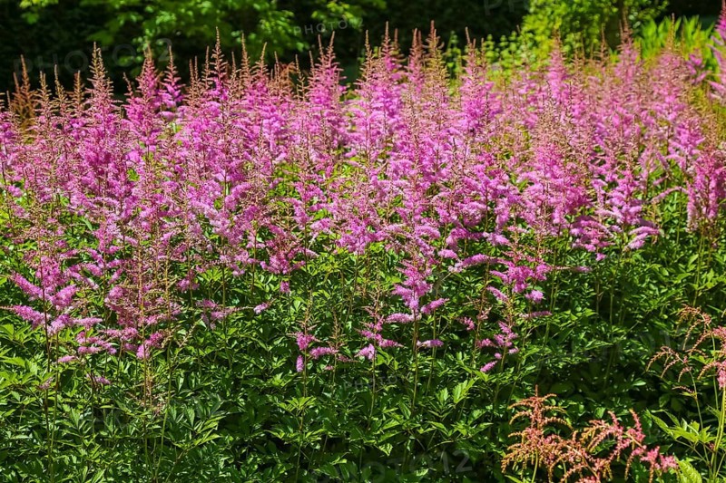 Magnificent spiers (astilbe), red flowers, plants, shrubs, gardens, Baden-Württemberg, Germany