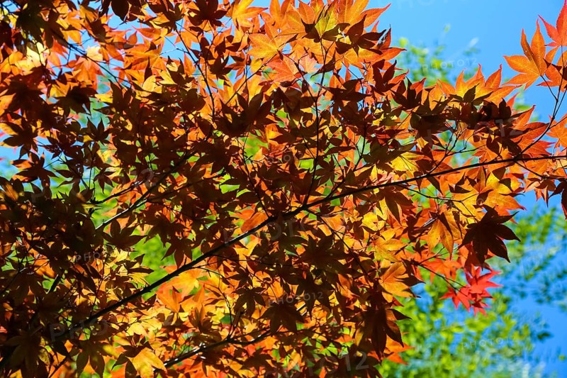 Maple (Acer), tree, orange, red leaves, leaves in autumn colors, plants, gardens, Baden-Württemberg, Germany