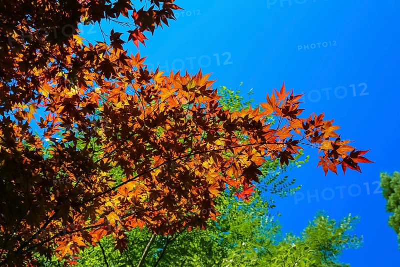 Maple (Acer), tree, orange, red leaves, leaves in autumn colors, plants, gardens, blue sky, Baden-Württemberg, Germany