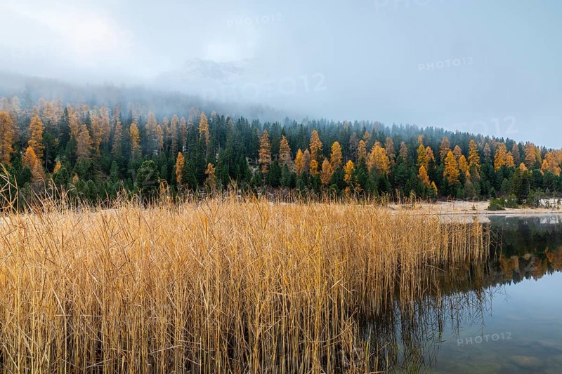 Lake Staz, mountain lake, mixed forest with larch (Larix) in autumn, common reeds (Phragmites australis), snow, fog, autumn, Celerina/Schlarigna, Engadin, Graubünden, Switzerland